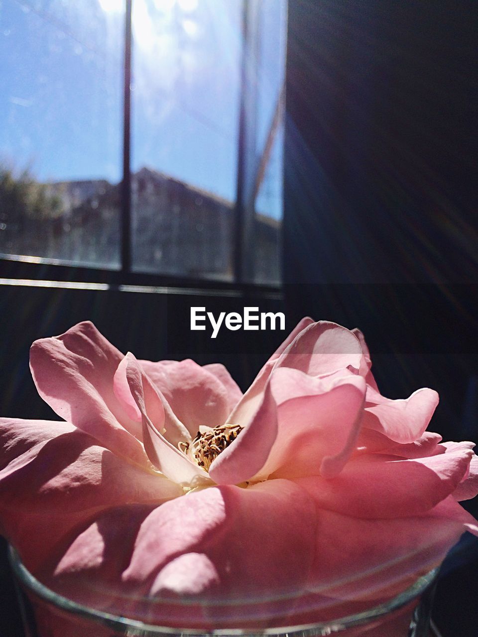 CLOSE-UP OF FLOWER AGAINST THE SKY