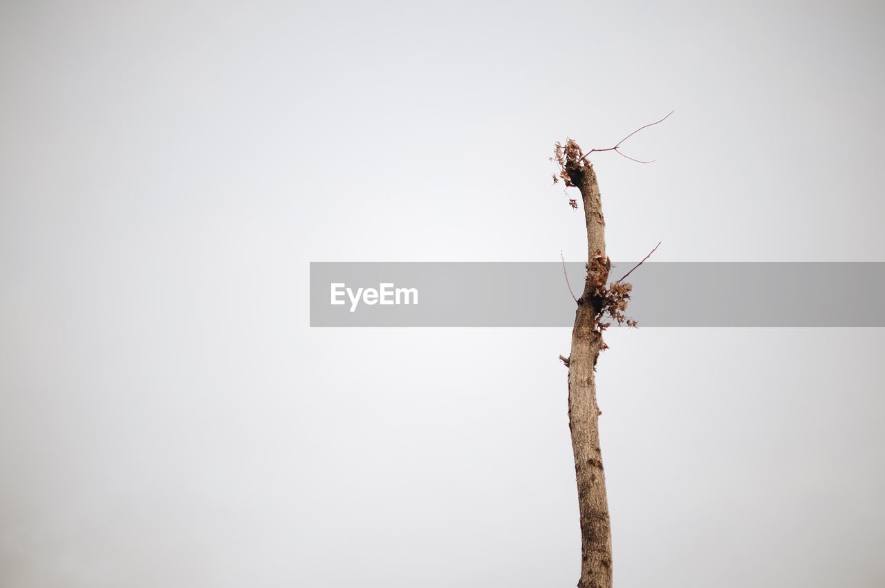 CLOSE-UP OF INSECT AGAINST CLEAR SKY