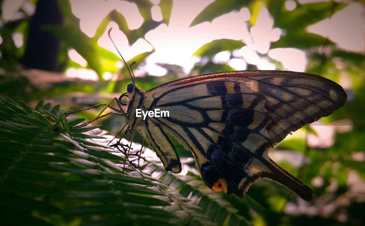 CLOSE-UP OF BUTTERFLY ON LEAF