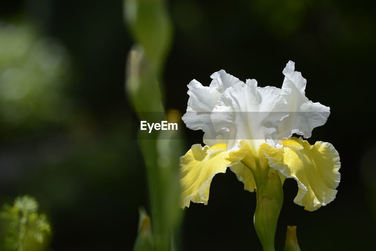 CLOSE-UP OF WHITE FLOWER PLANT