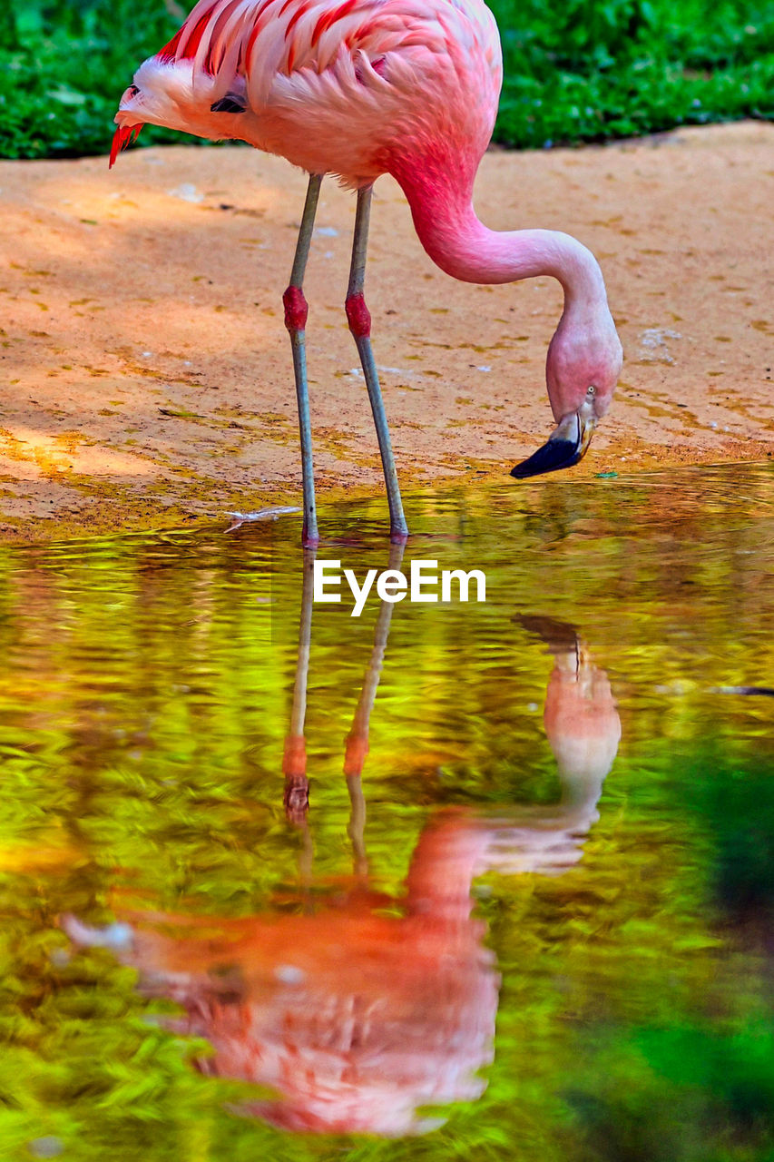 View of a bird drinking water