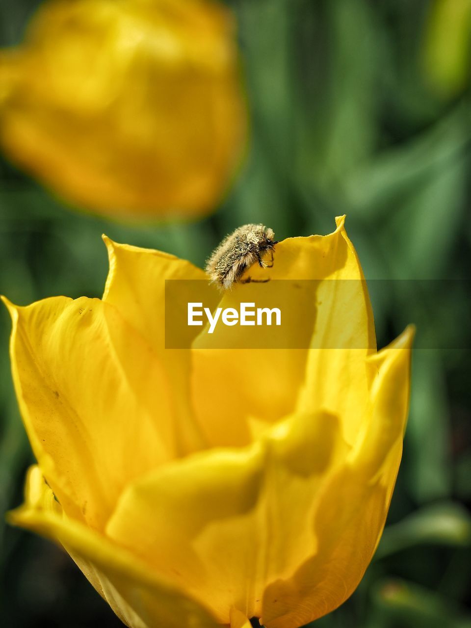 CLOSE-UP OF BEE POLLINATING ON YELLOW ROSE FLOWER