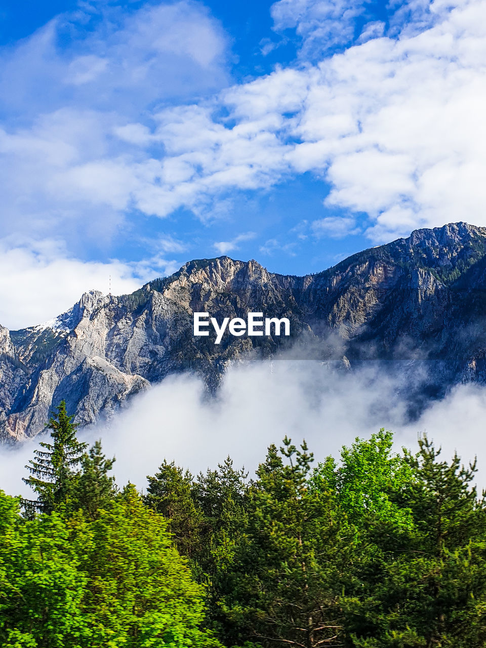 LOW ANGLE VIEW OF PLANTS AGAINST MOUNTAINS