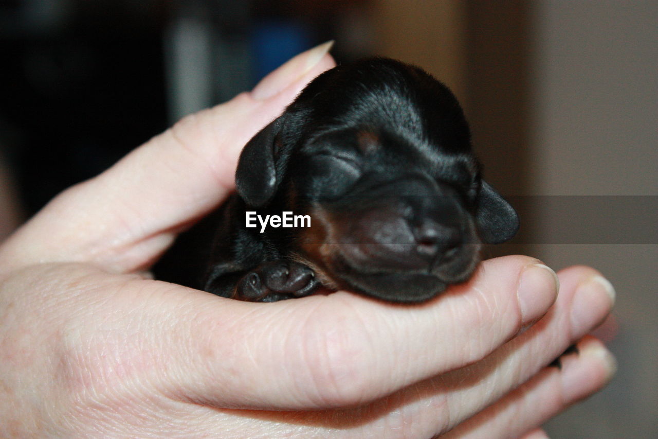 CROPPED IMAGE OF PERSON HOLDING PUPPY