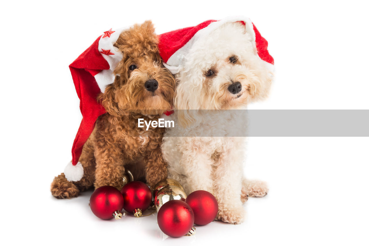 Portrait of poodles wearing santa hat with baubles on white background