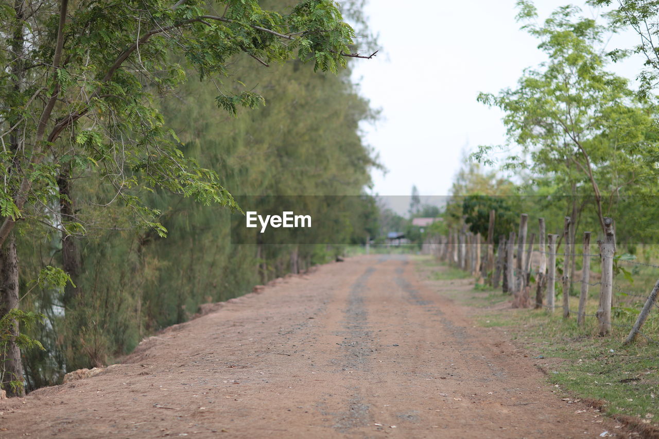 DIRT ROAD ALONG TREES