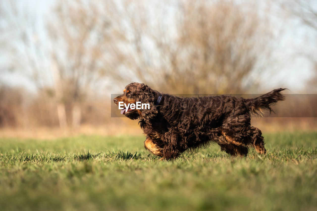 DOG RUNNING ON GRASS