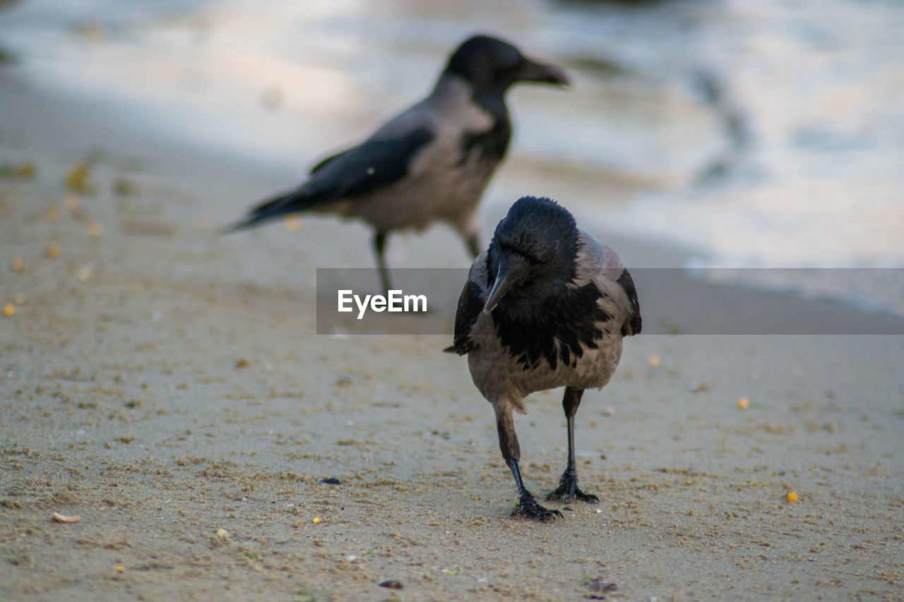 BIRD IN THE SEA