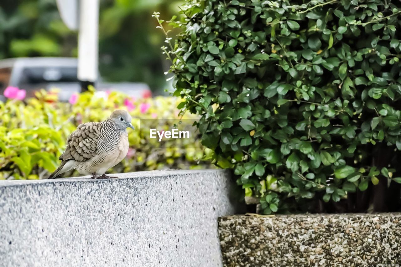 Close-up of bird perching on wall