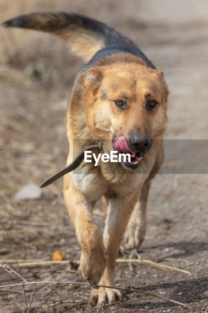 Portrait of dog sticking out tongue on land