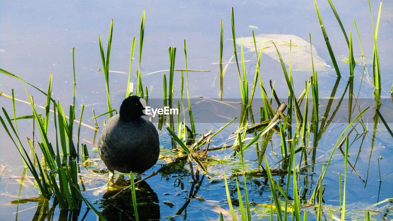 Coot perching amidst grass on lakeshore
