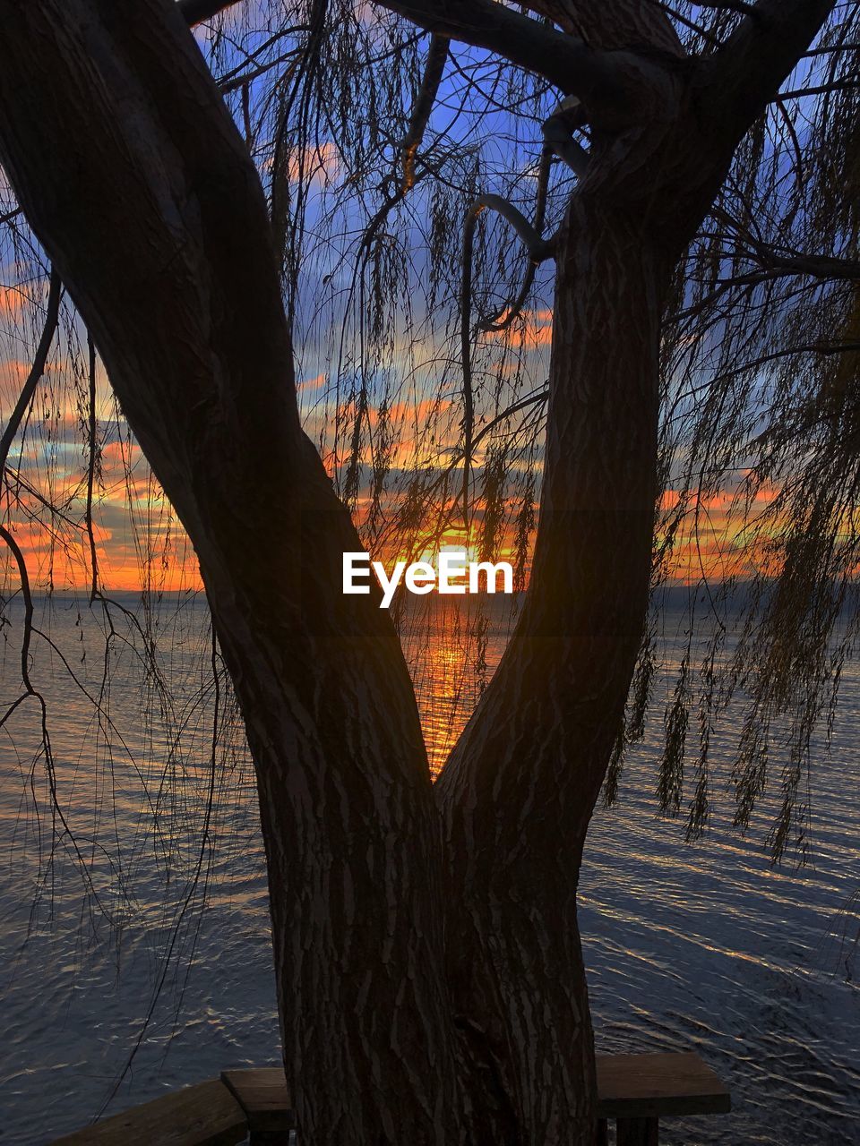 SILHOUETTE BARE TREE BY LAKE AGAINST ORANGE SKY