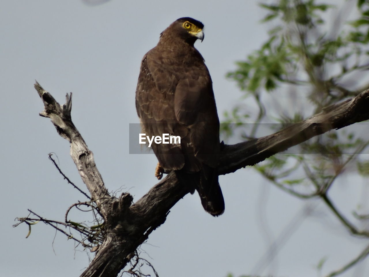 LOW ANGLE VIEW OF OWL PERCHING ON TREE