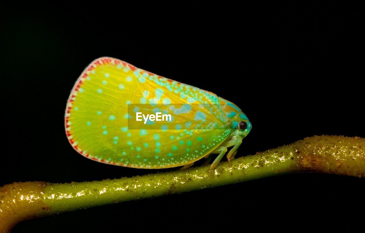 CLOSE-UP OF A LEAF