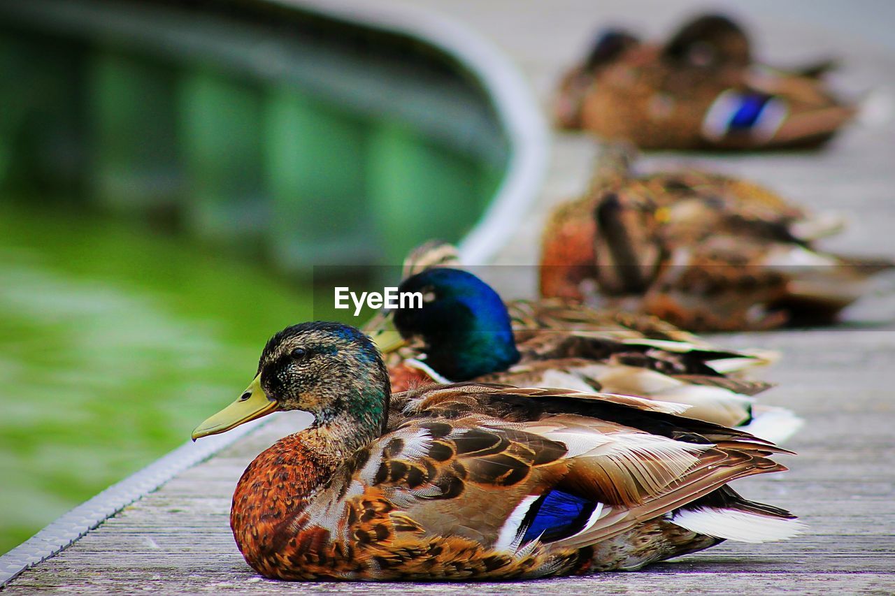 Ducks resting at waterfront