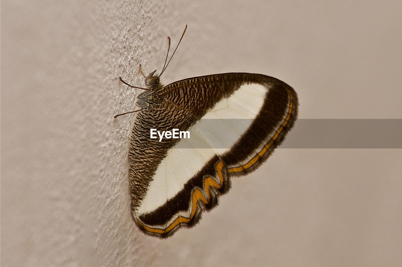 CLOSE-UP OF INSECT ON LEAF