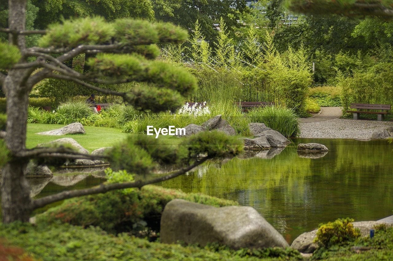 SCENIC VIEW OF LAKE BY TREES