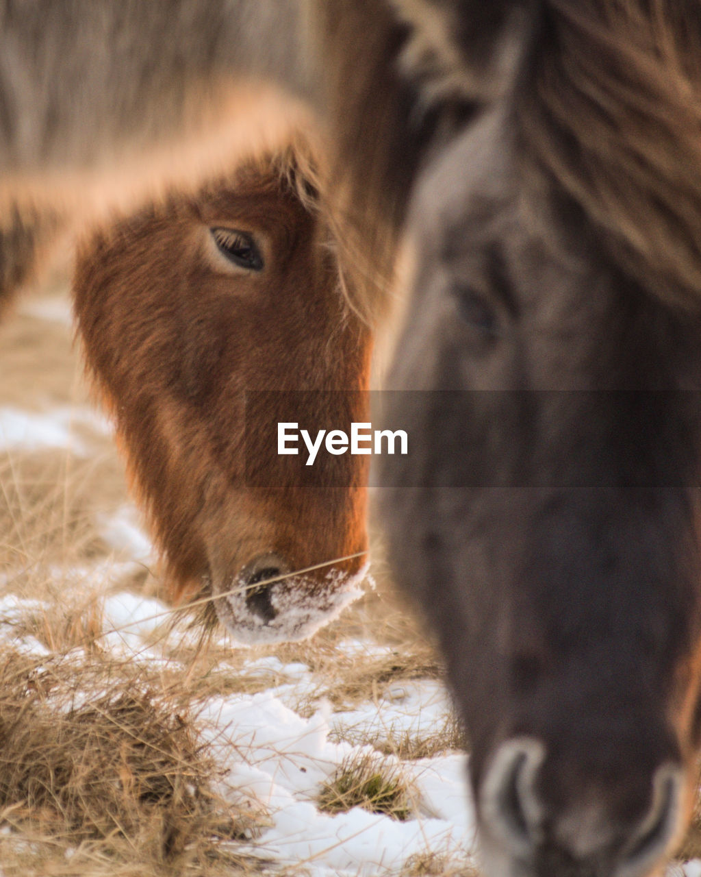 The iconic icelandic horse