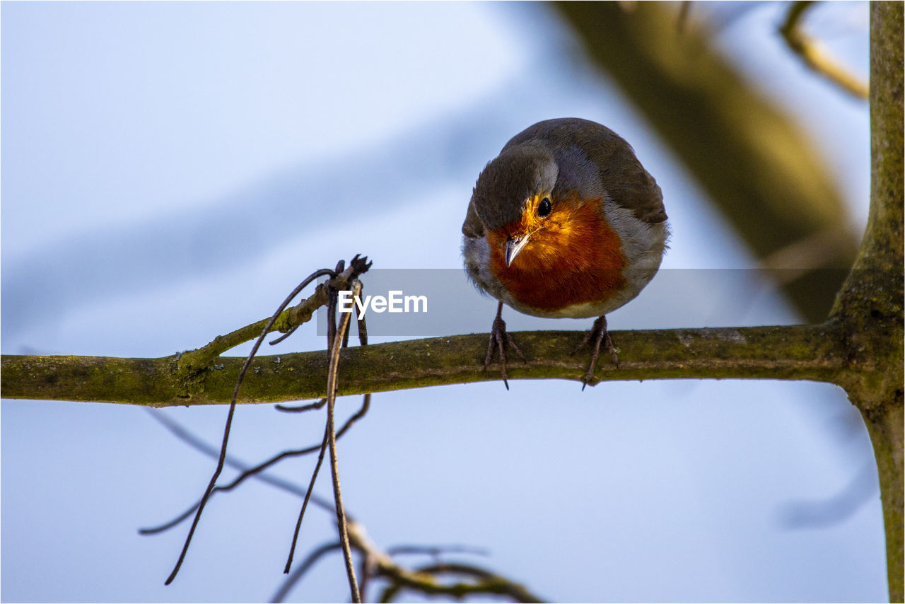 LOW ANGLE VIEW OF BIRD PERCHING ON A TREE
