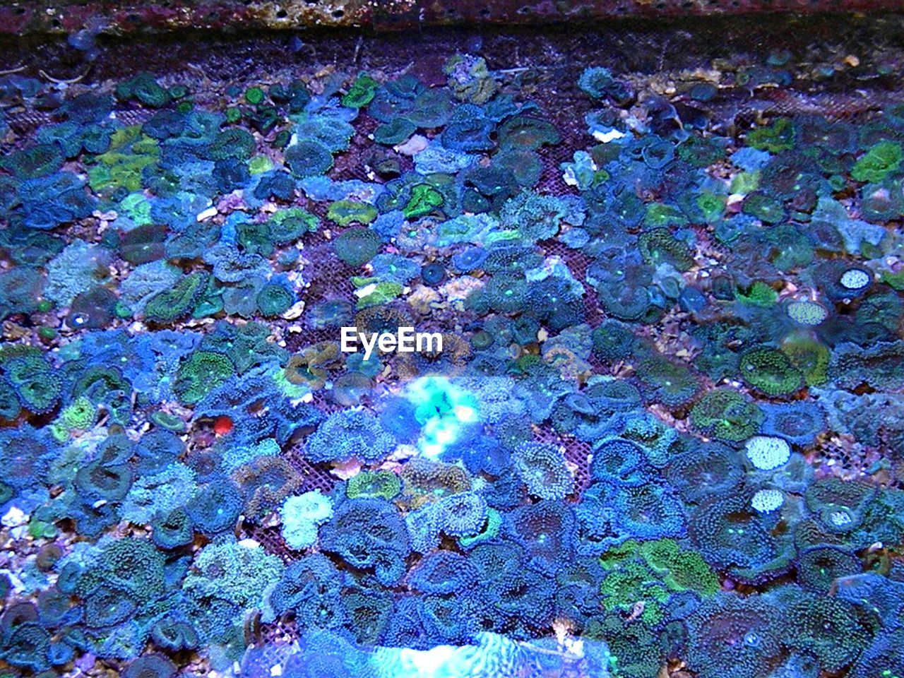 HIGH ANGLE VIEW OF FLOWERS ON GROUND