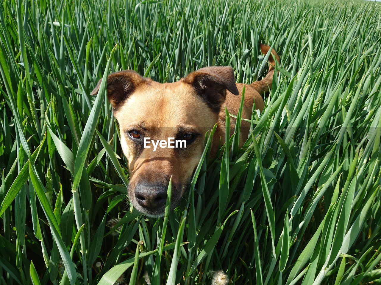 grass, one animal, animal, animal themes, dog, mammal, pet, plant, domestic animals, green, canine, lawn, portrait, nature, looking at camera, field, no people, growth, day, puppy, land, outdoors, flower