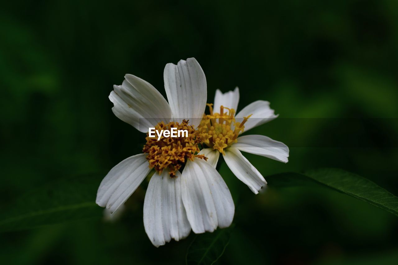 Close-up of white flower