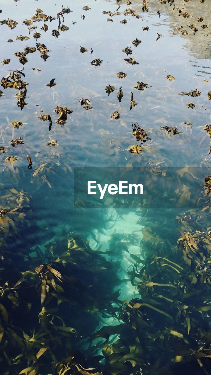 FLOCK OF FISH IN LAKE