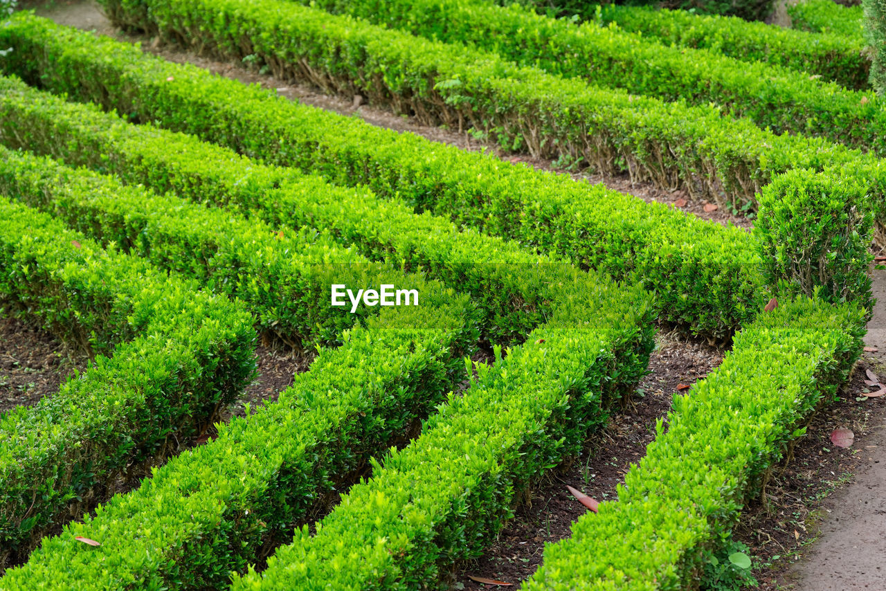 Ornamental cut of boxwoods in a garden