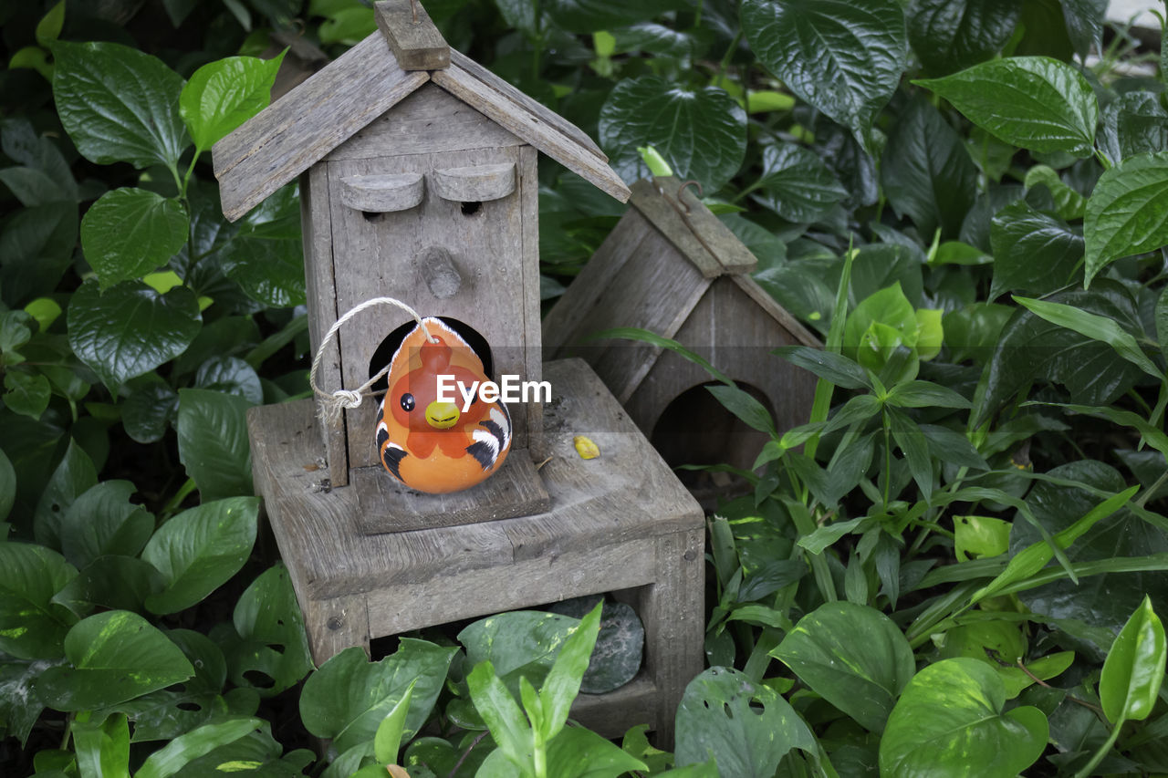 leaf, green, plant part, jungle, garden, plant, nature, insect, no people, wood, food, growth, food and drink, birdhouse, representation, flower, butterfly, outdoors, day, healthy eating, vegetable, rainforest, high angle view, animal representation, orange color