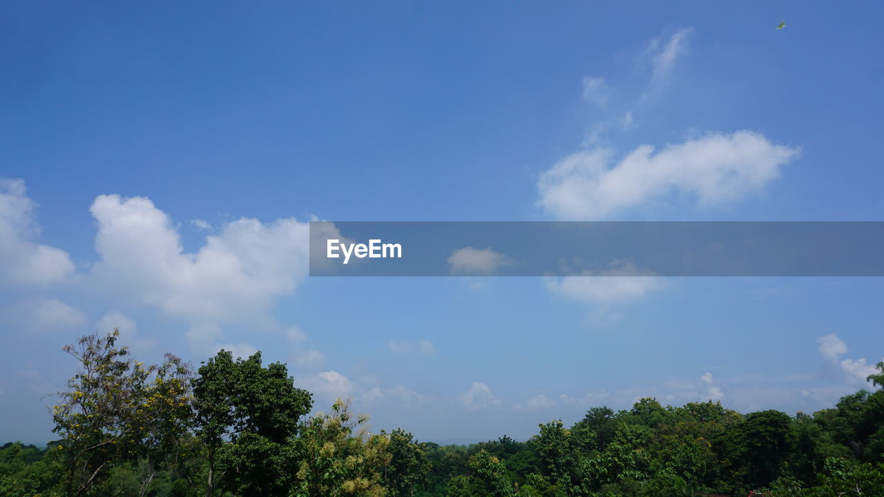 LOW ANGLE VIEW OF TREES AND PLANTS AGAINST SKY