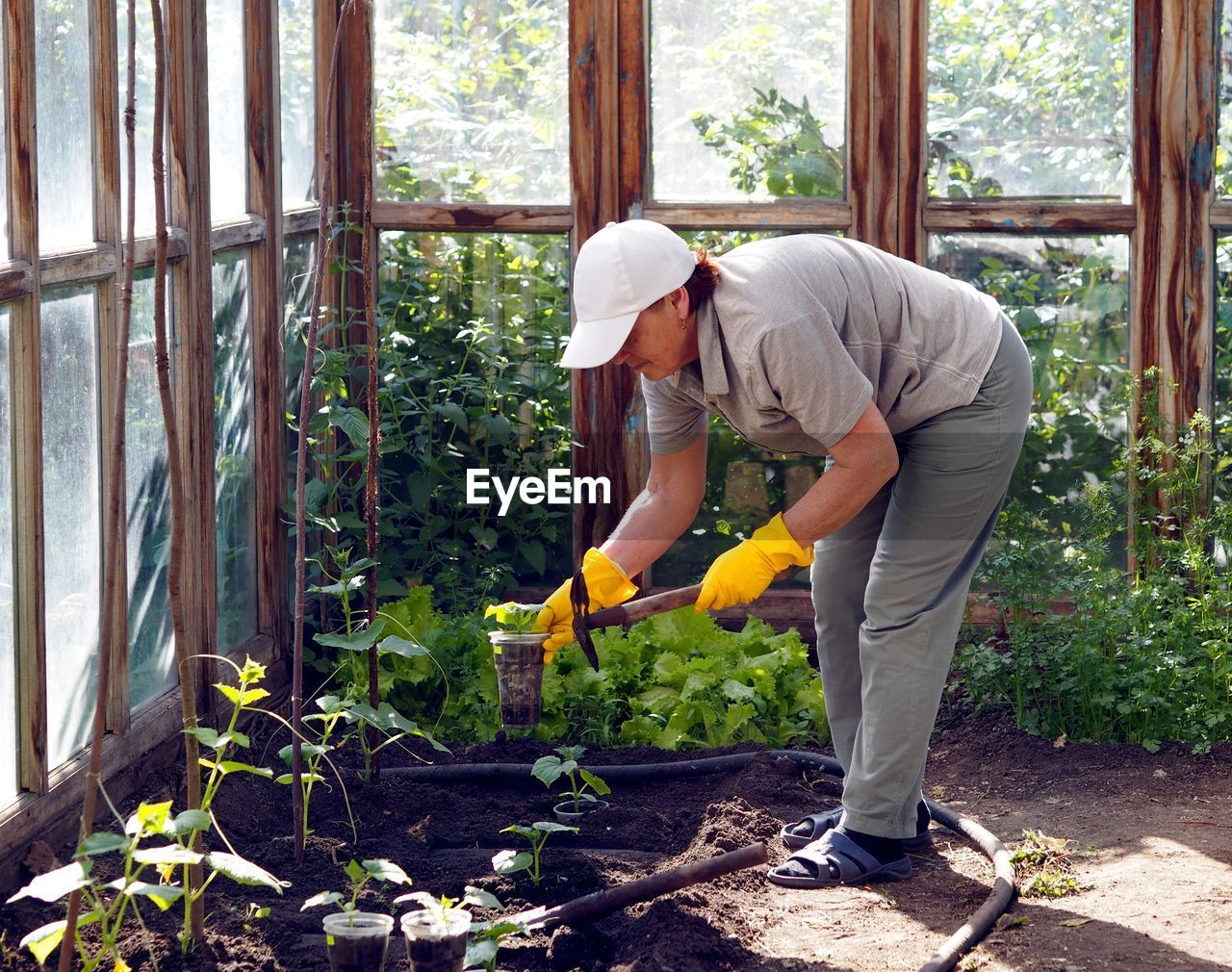 An elderly woman is engaged in planting seedlings of cucumbers in the ground. cucumber seedlings 