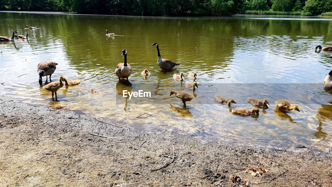 FLOCK OF BIRDS IN LAKE