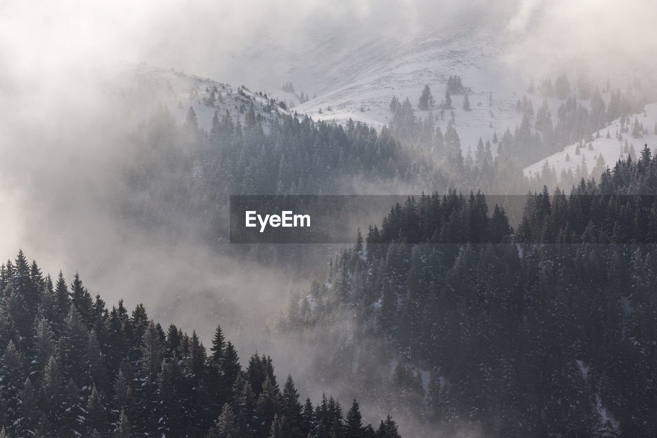 Panoramic view of pine trees in forest against sky