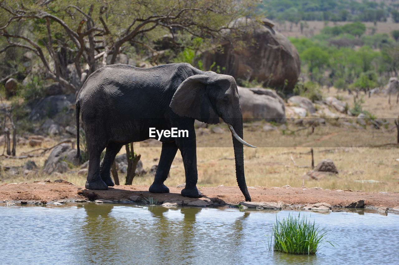 Side view of elephant drinking water