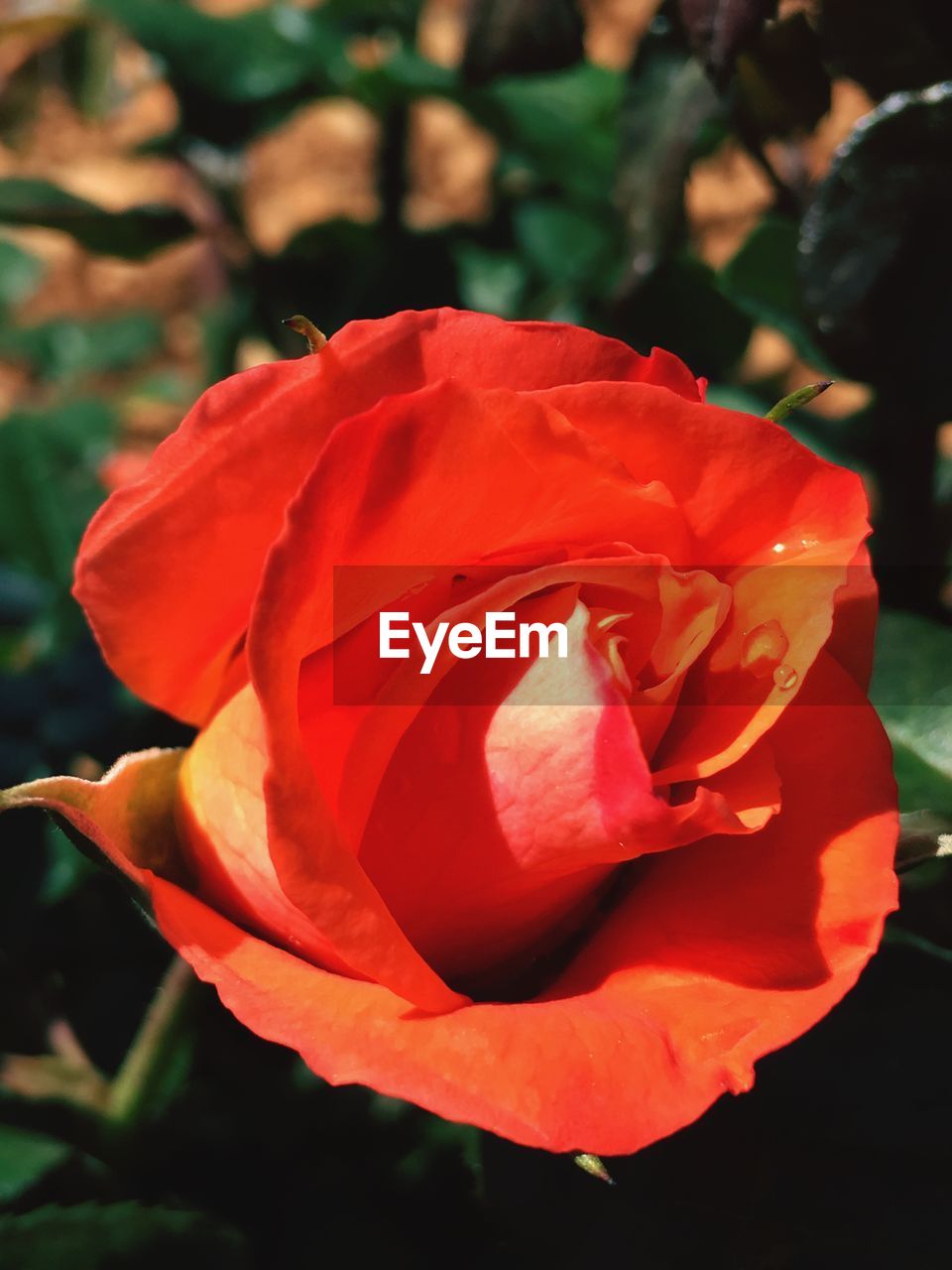 CLOSE-UP OF RED ROSE BLOOMING OUTDOORS