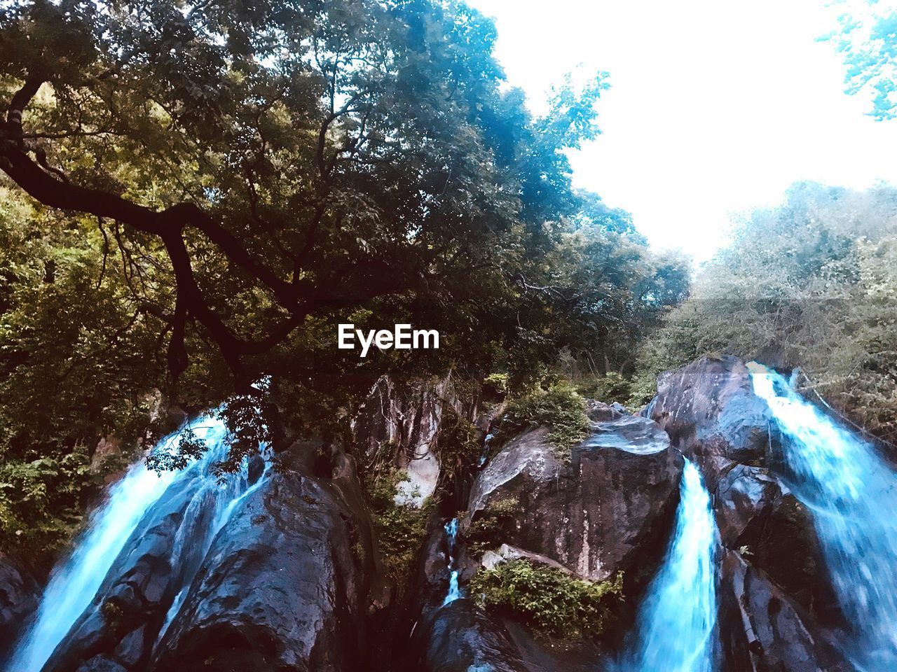 LOW ANGLE VIEW OF TREES BY RIVER IN FOREST