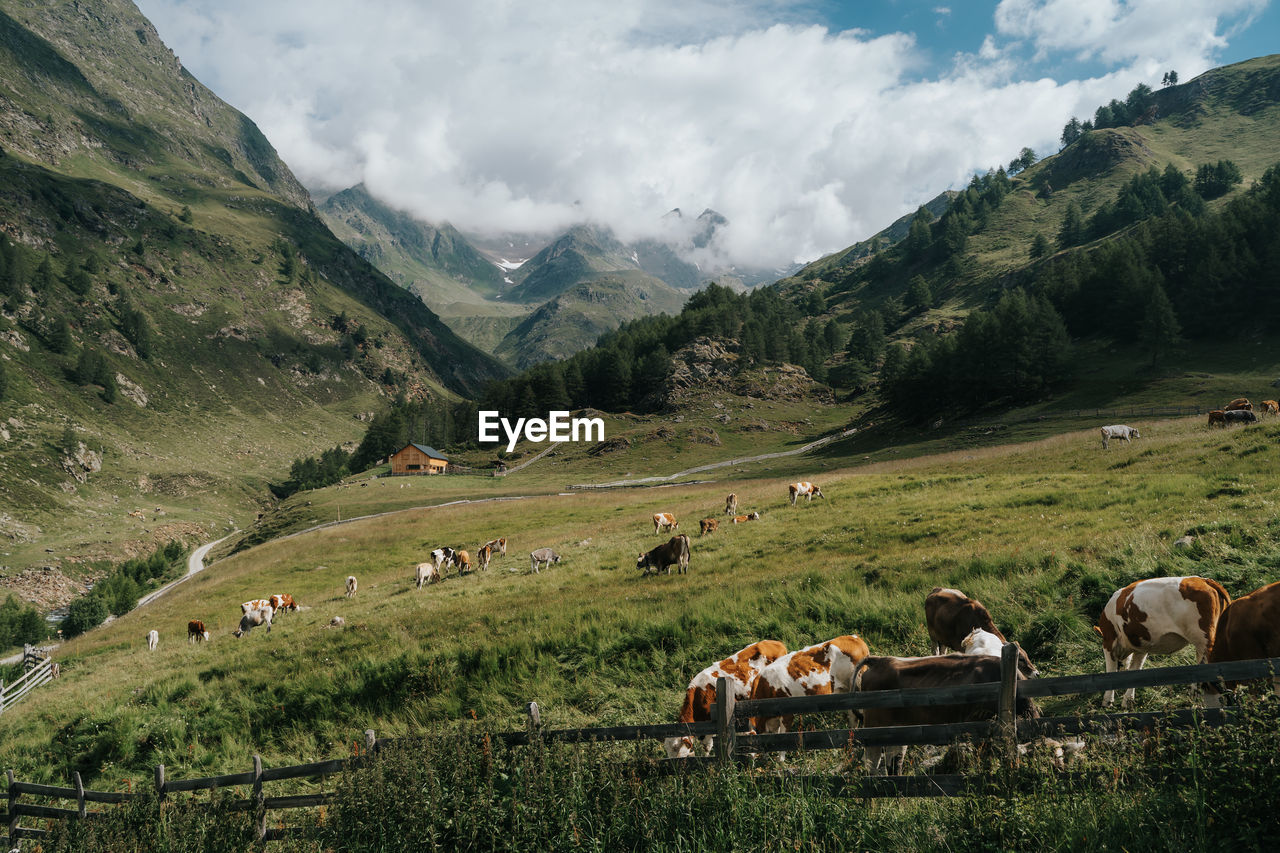 Panoramic view of cows on landscape against mountains