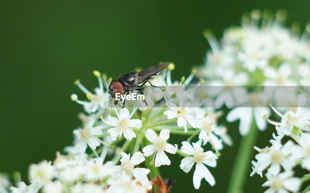 CLOSE-UP OF INSECT POLLINATING ON WHITE FLOWER