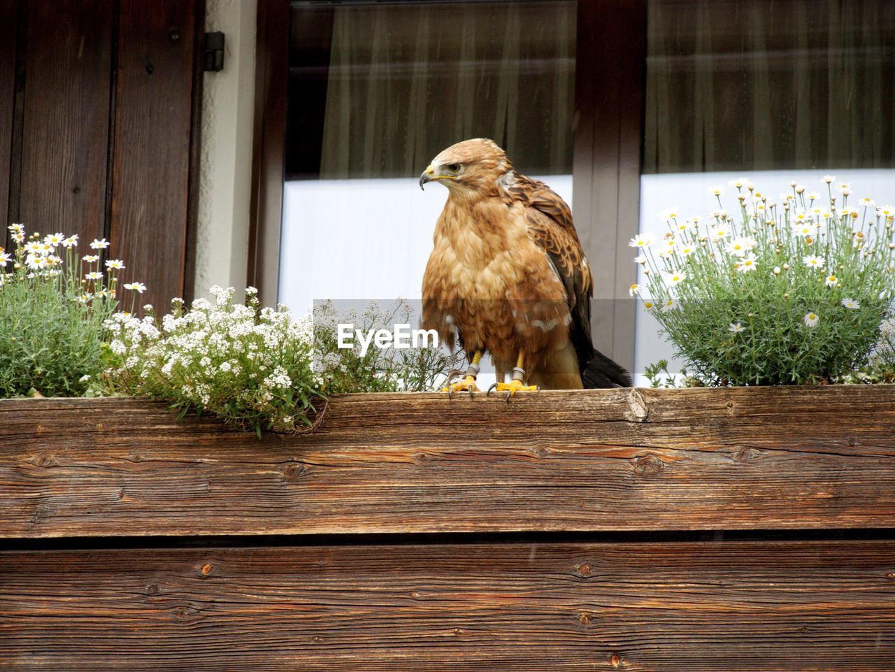 BIRD PERCHING ON WOOD BY PLANT