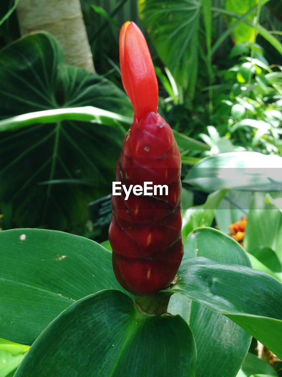 CLOSE-UP OF RED AND GREEN LEAF