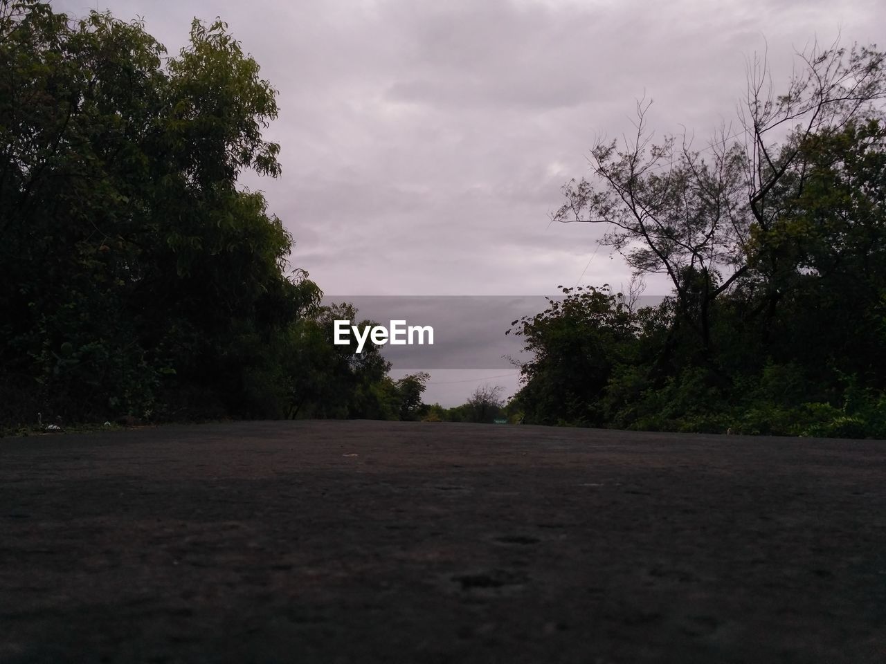 TREES ON ROAD AGAINST SKY