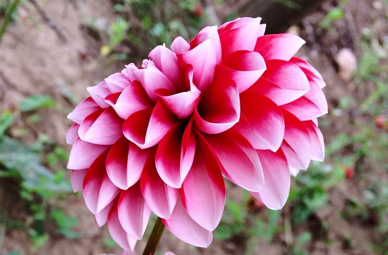 Close-up of dahlia growing on field