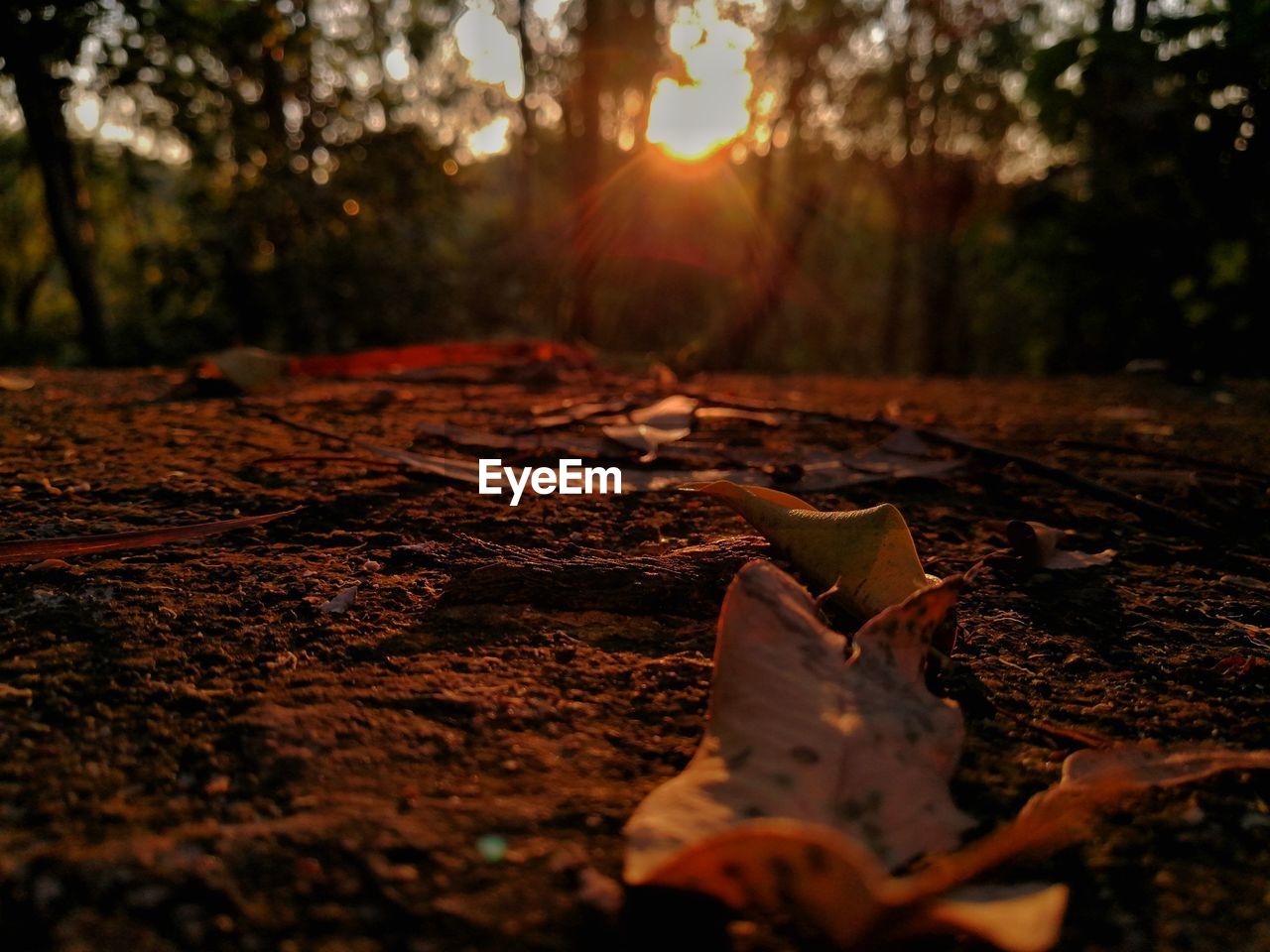 Surface level of fallen leaves on land during autumn