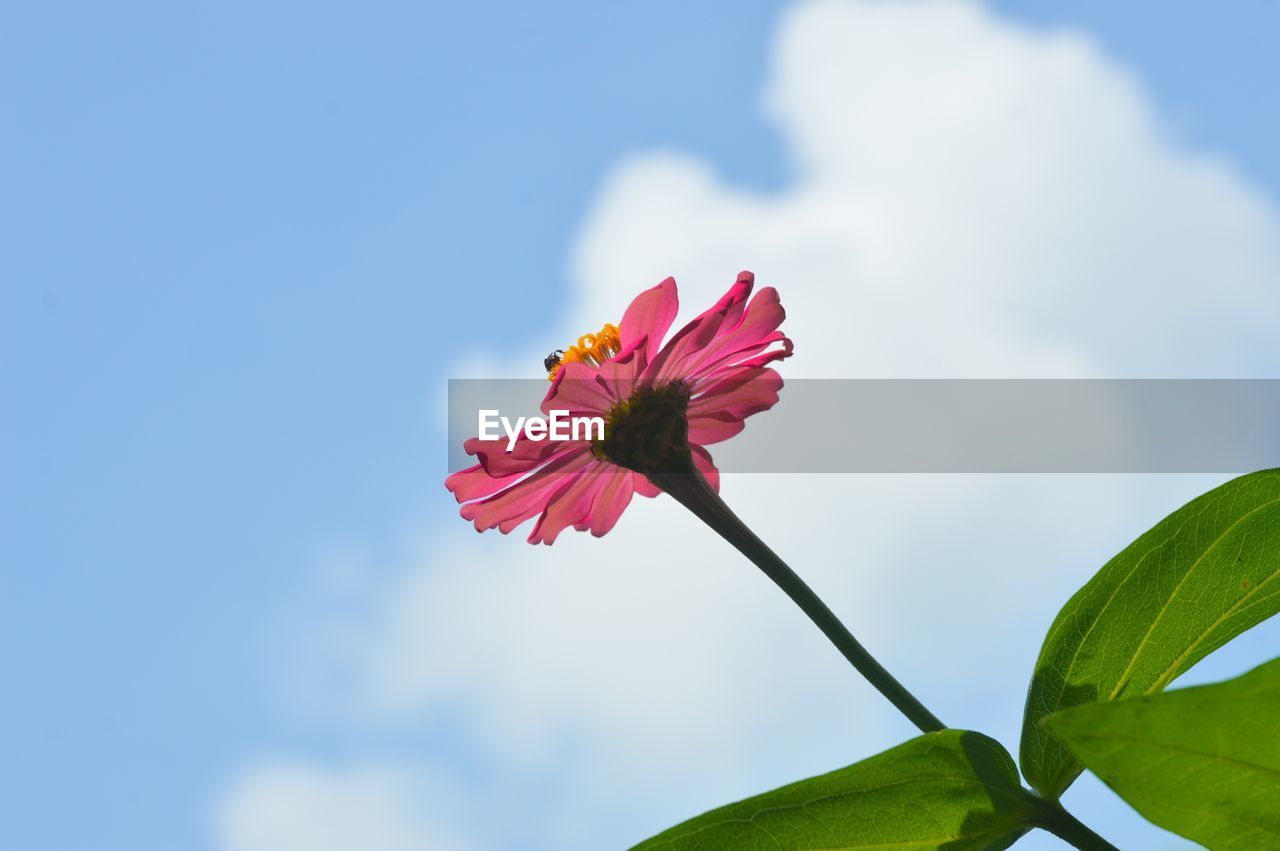 flower, flowering plant, plant, beauty in nature, freshness, nature, blossom, sky, leaf, fragility, flower head, plant part, petal, close-up, inflorescence, blue, growth, macro photography, pink, no people, red, springtime, cloud, outdoors, green, botany, plant stem, copy space, low angle view, day, summer, vibrant color, environment, sunlight, focus on foreground