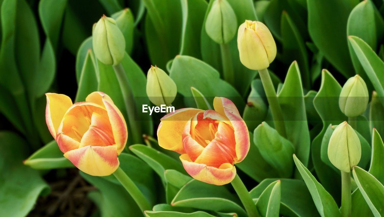 CLOSE-UP OF RED TULIP