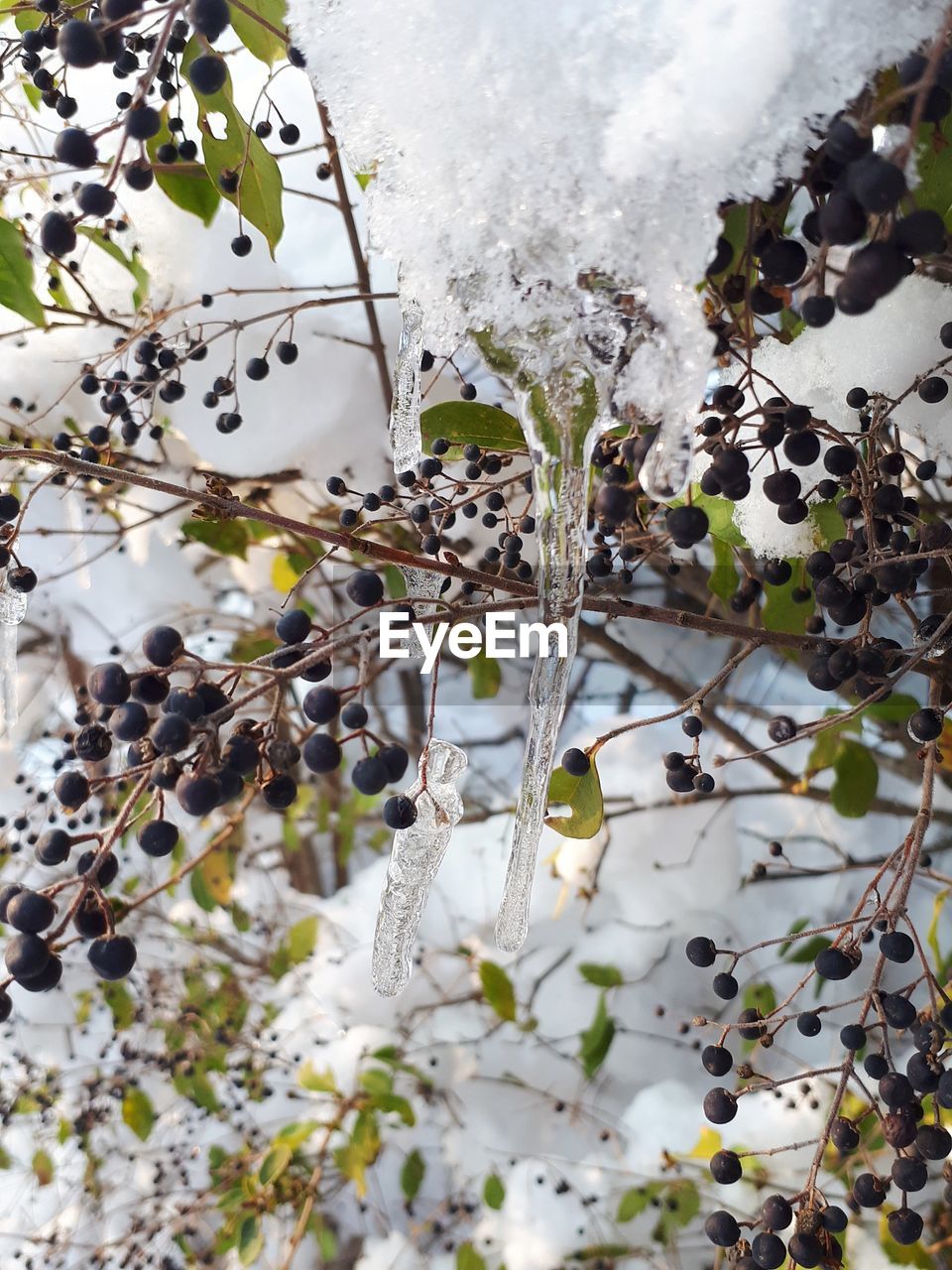 CLOSE-UP OF SNOW ON TREE