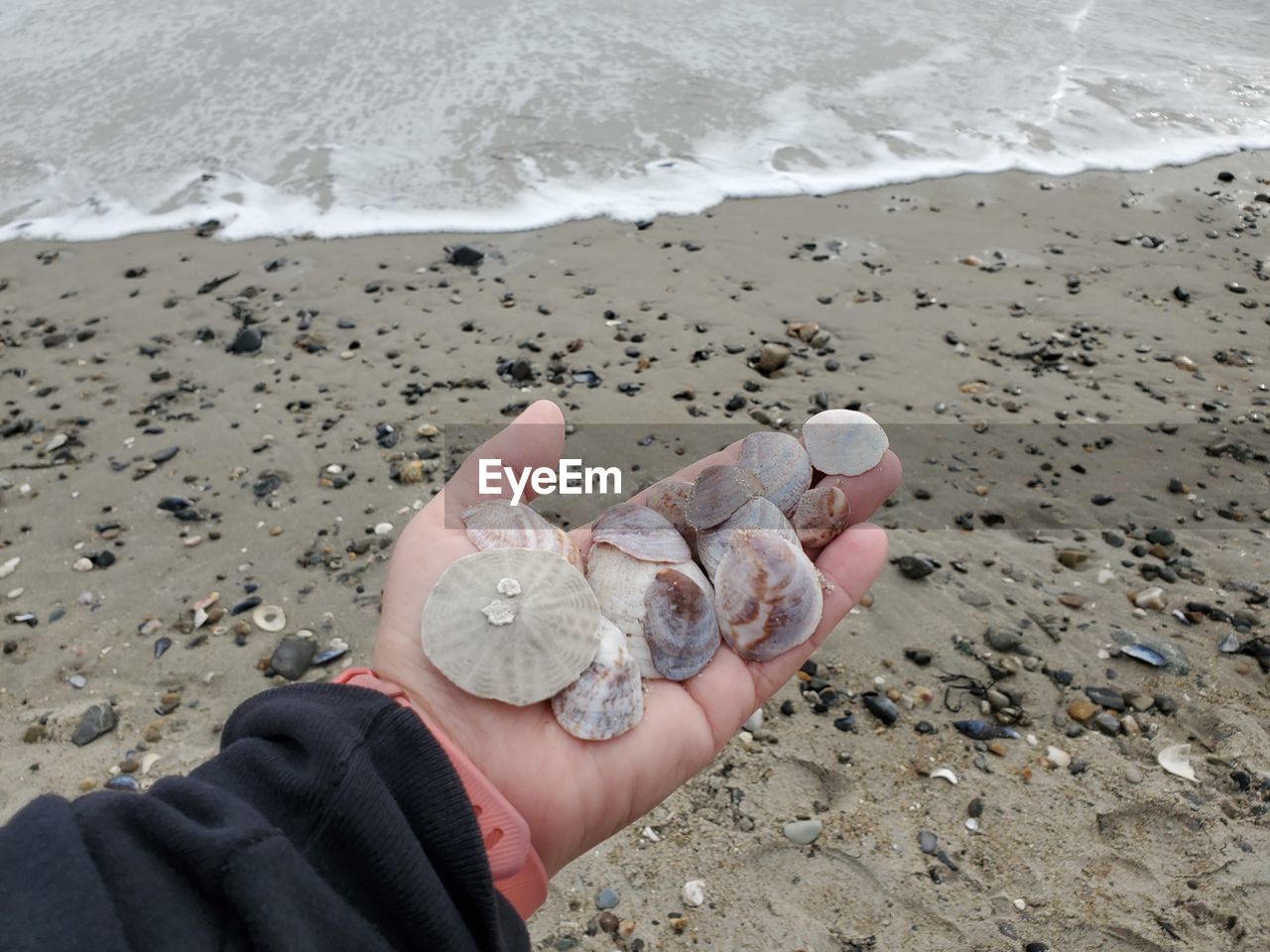 Cropped hand holding seashells on beach