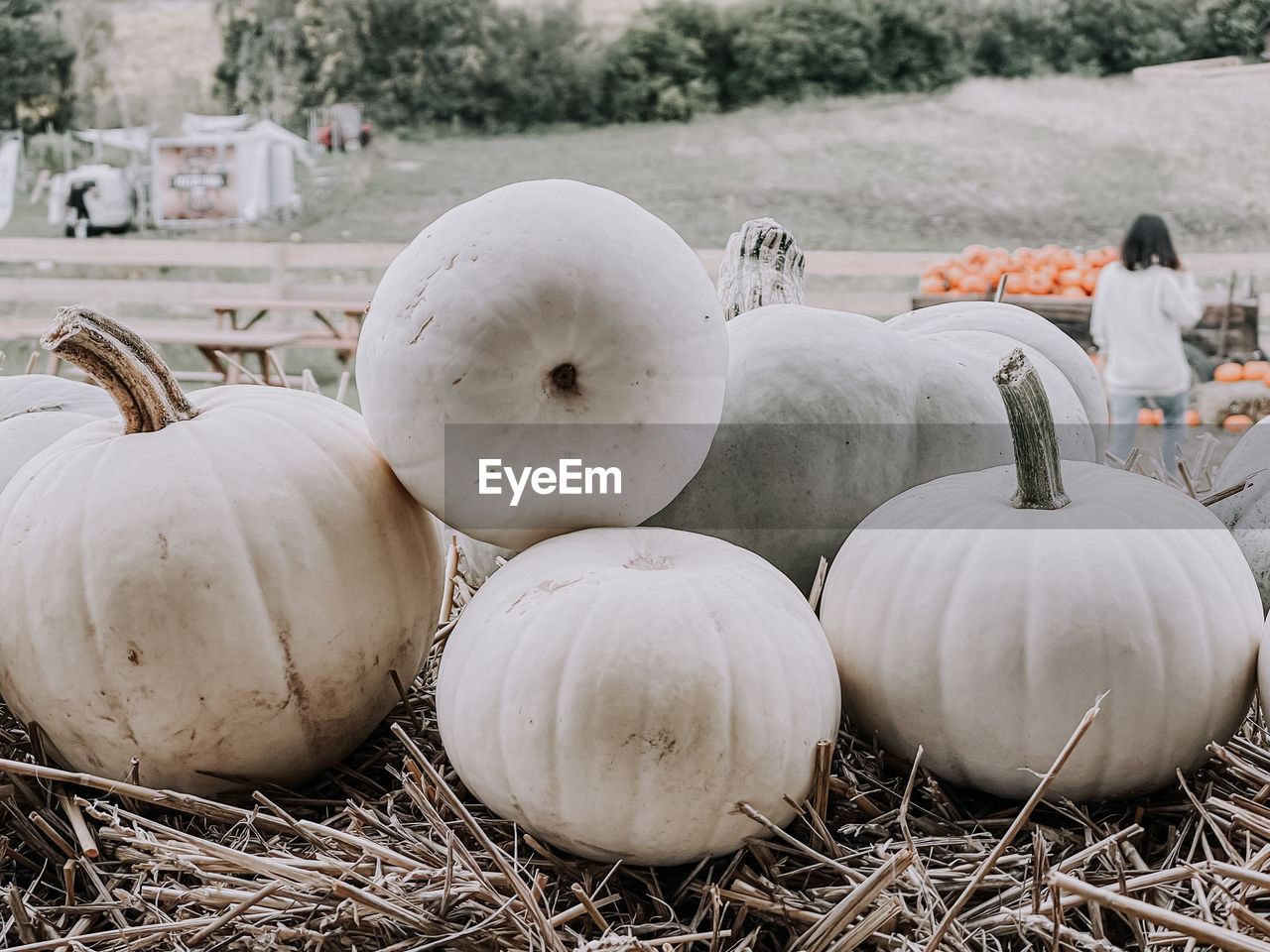 CLOSE-UP OF PUMPKINS ON FARM