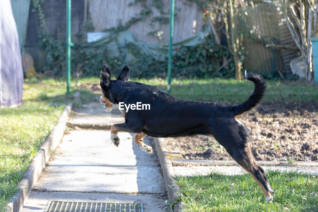 VIEW OF A DOG ON THE WALL