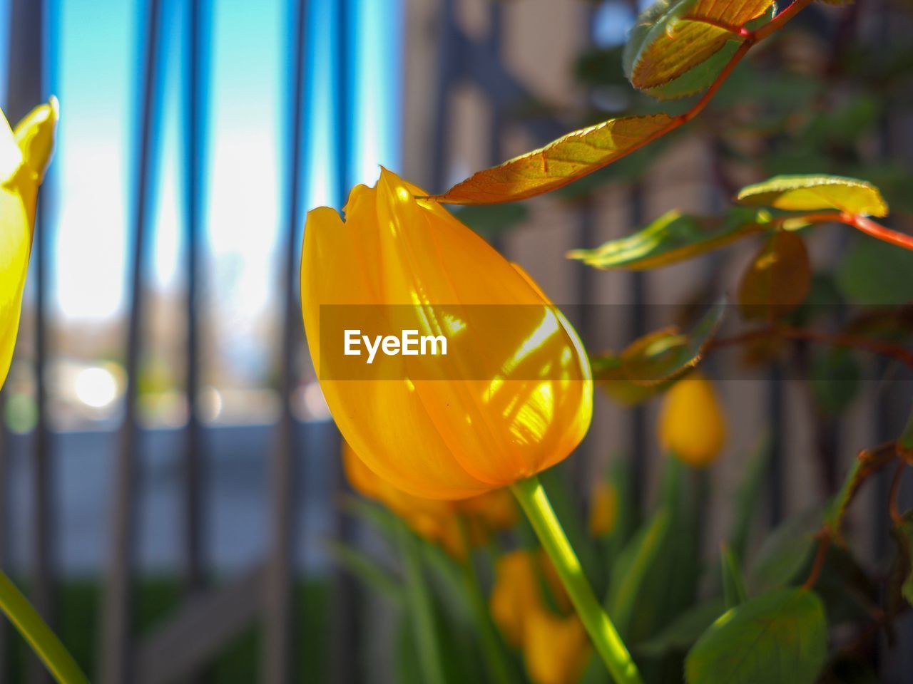 CLOSE-UP OF YELLOW ROSE FLOWER